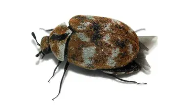 carpet beetle control