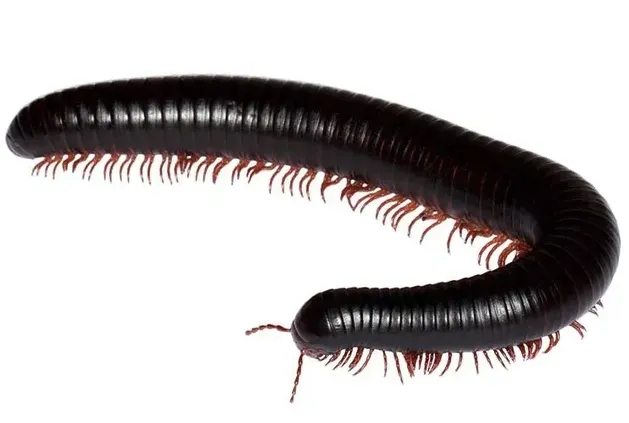 millipede control