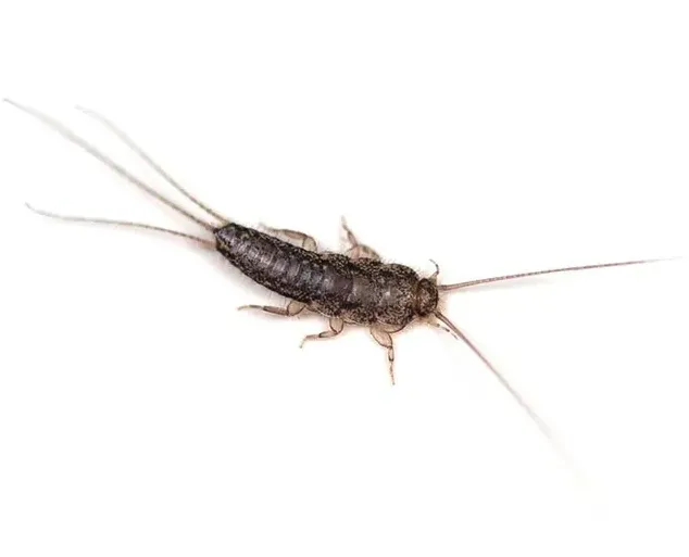 silverfish control