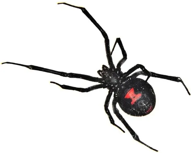 black widow control