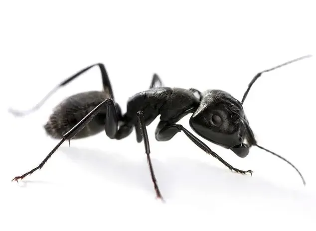 ant control