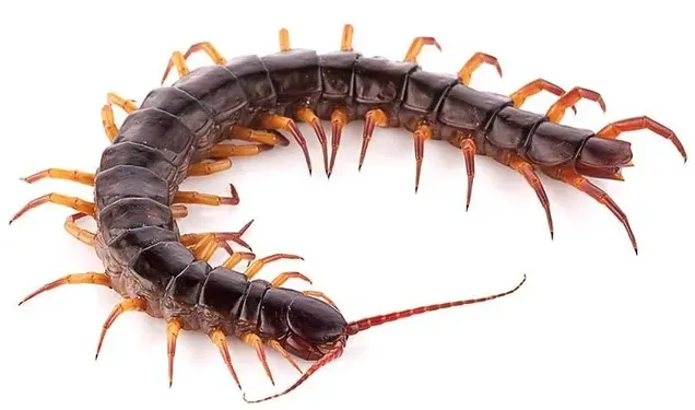 centipede control