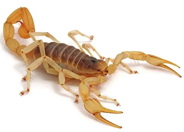 scorpion control