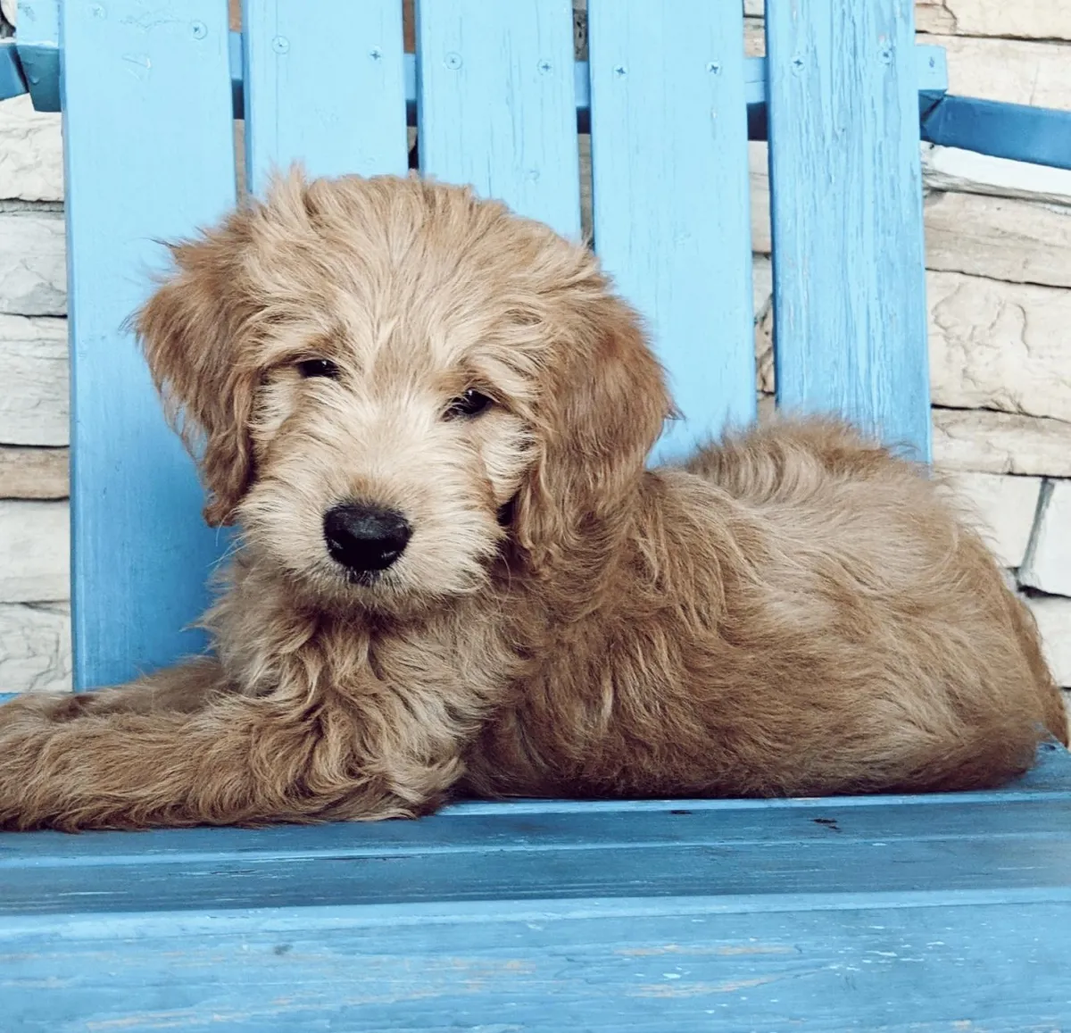 Paradise babies goldendoodles sales