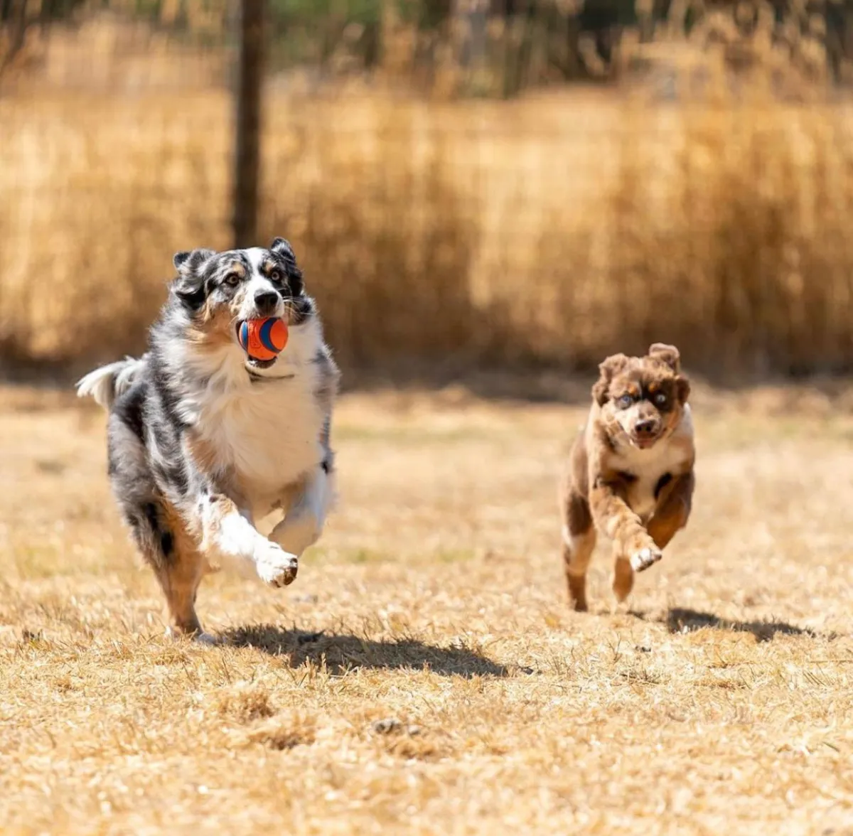 Toy mini clearance standard aussie