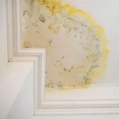 Top Signs You Need a Mold Inspection