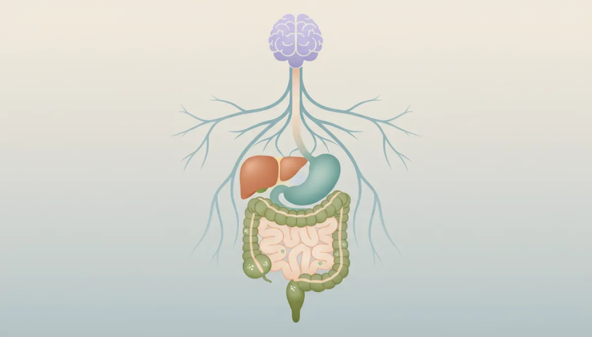 Illustration of the digestive system connected to the brain with microbiome icons