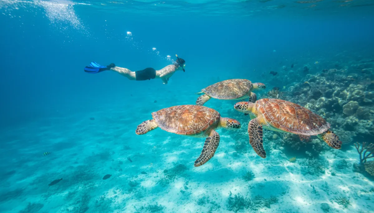 Playa Piskado: Zwemmen met Schildpadden op Curaçao