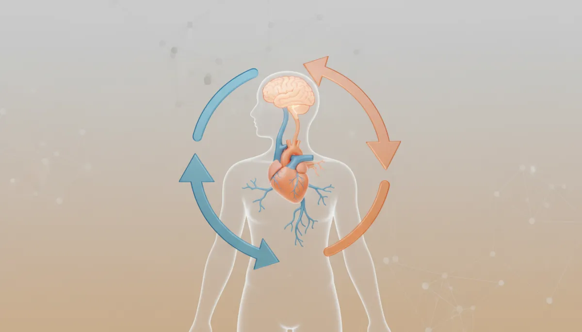 Diagram showing balance between sympathetic and parasympathetic nervous systems