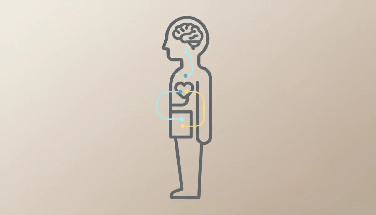 Illustration of the connection between brain, heart, and nervous system