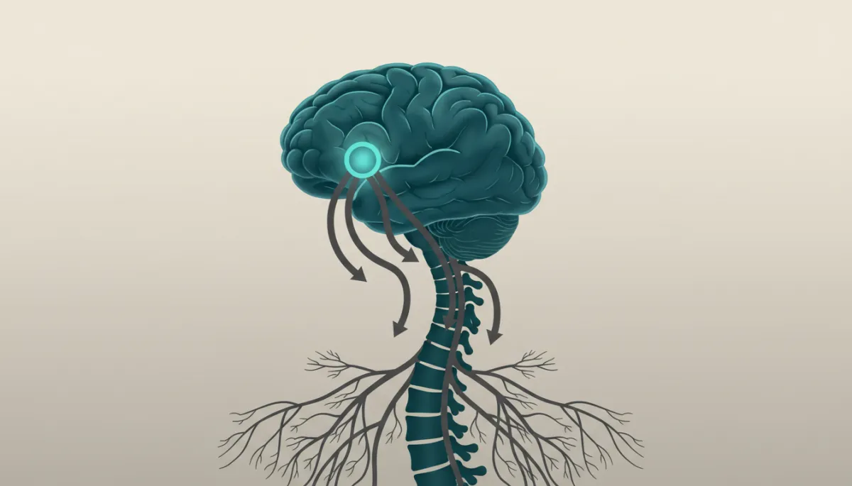 Diagram of brain and nervous system showing pathways involved in the stress response Diagram of brain and nervous system showing pathways involved in the stress response