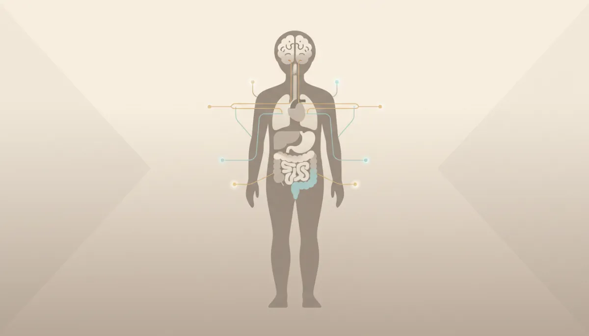 Illustration of brain-body connection and internal body signals