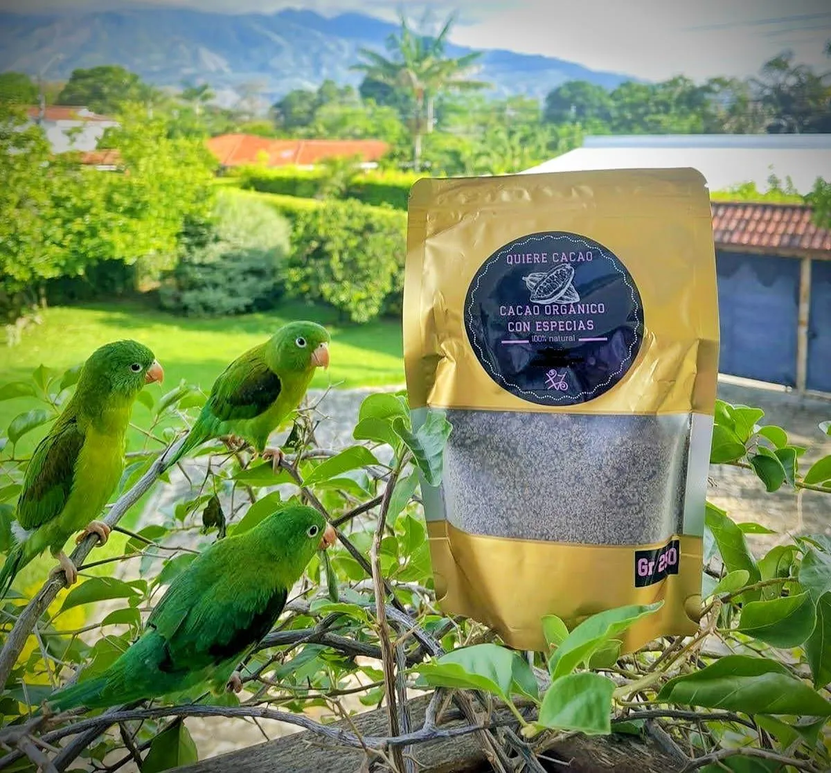 Primer plano del producto de cacao