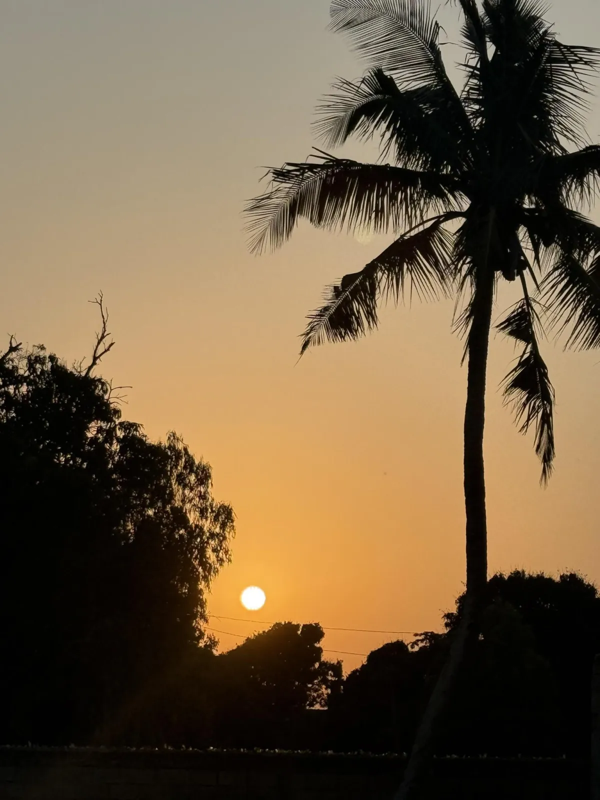 A striking dark silhouette of a palm tree and distant foliage set against a vibrant, bright orange African sunset sky.