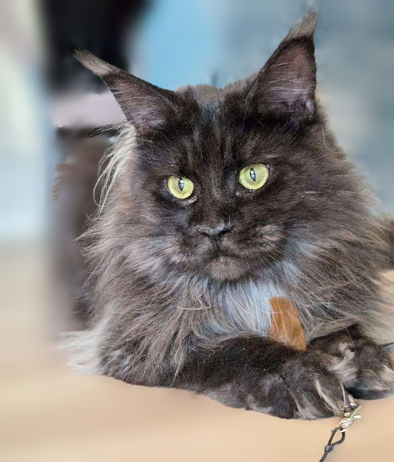 A cat resting calmly at home.