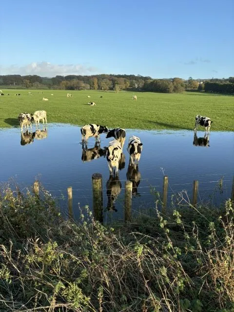 Cattle standing in waterlogged fields beside Core Path 13 after heavy rain