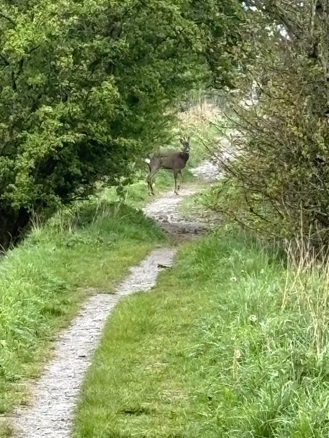 Deer standing on the section of Core Path 13 known locally as the Whirly