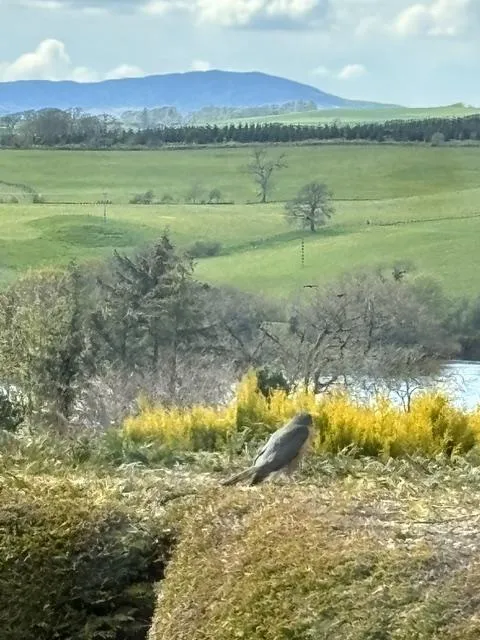 Bird beside Core Path 13 with the surrounding countryside in the distance