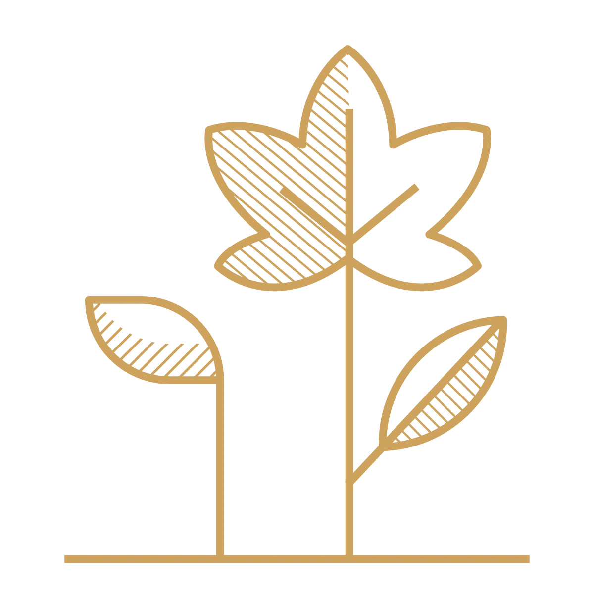 Stylized gold line drawing of a plant with three leaves on each side, and one larger leaf at the top, on a black background.