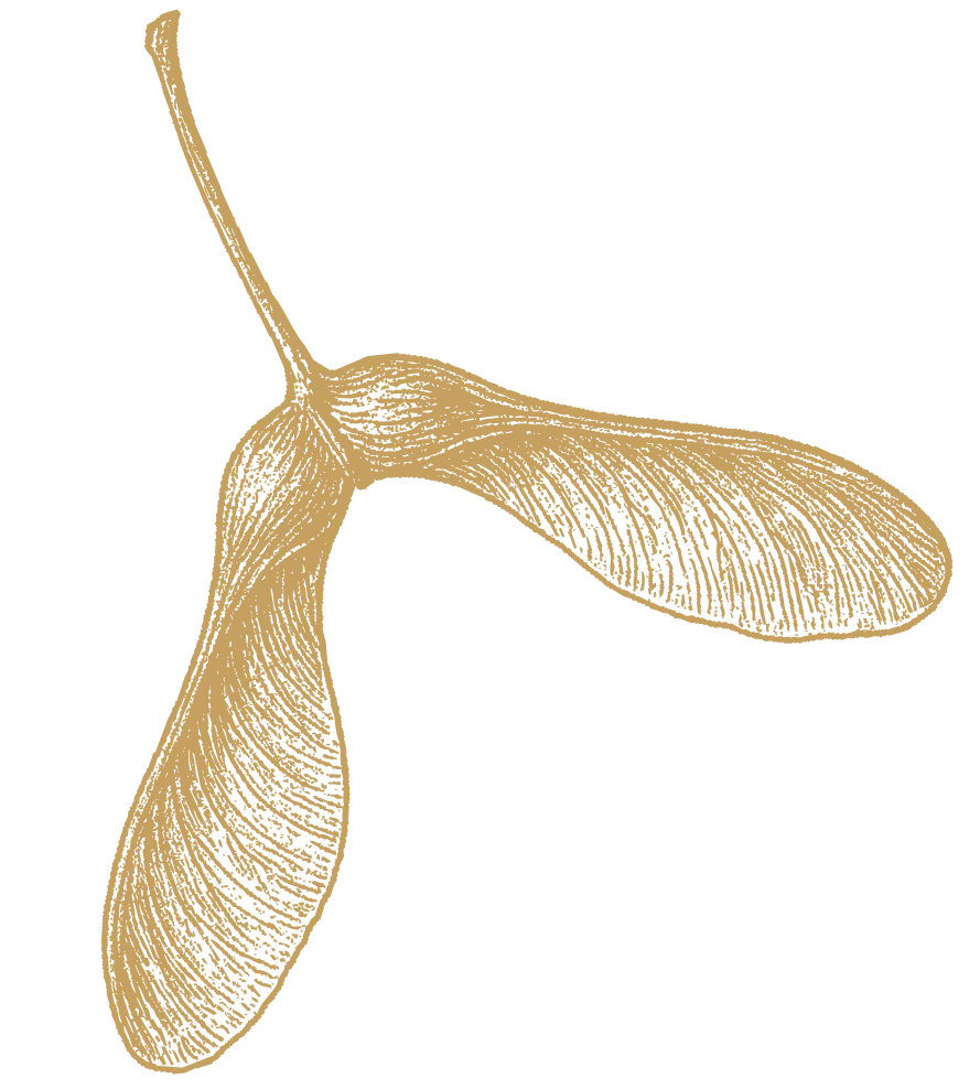 Botanical illustration of a seed with a wing-like structure, commonly used for wind dispersal.