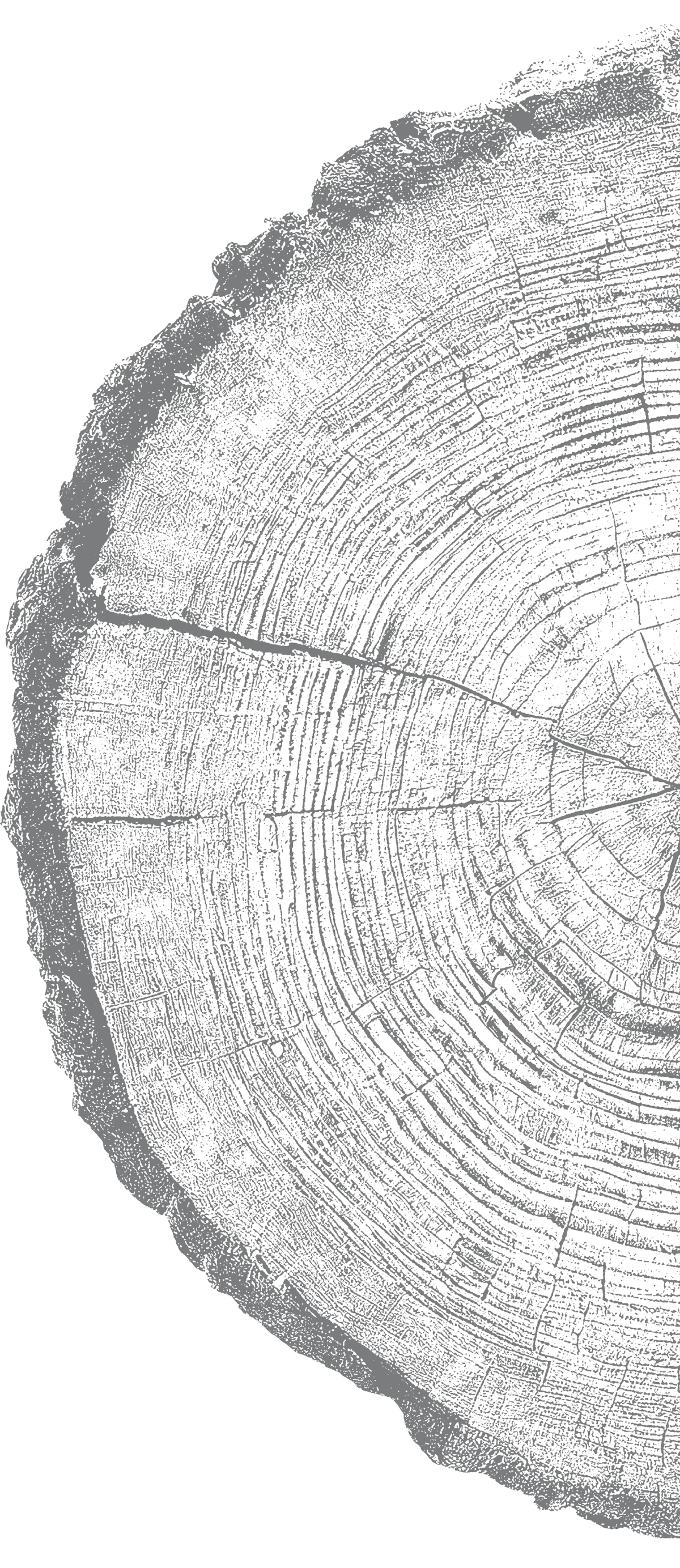 A dark close-up of a tree cross-section showing tree rings and wood grain.