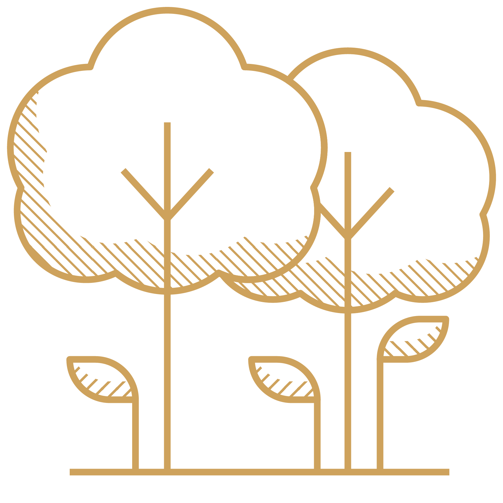 Outline illustration of three stylized trees with large canopies and small leaves on a black background.