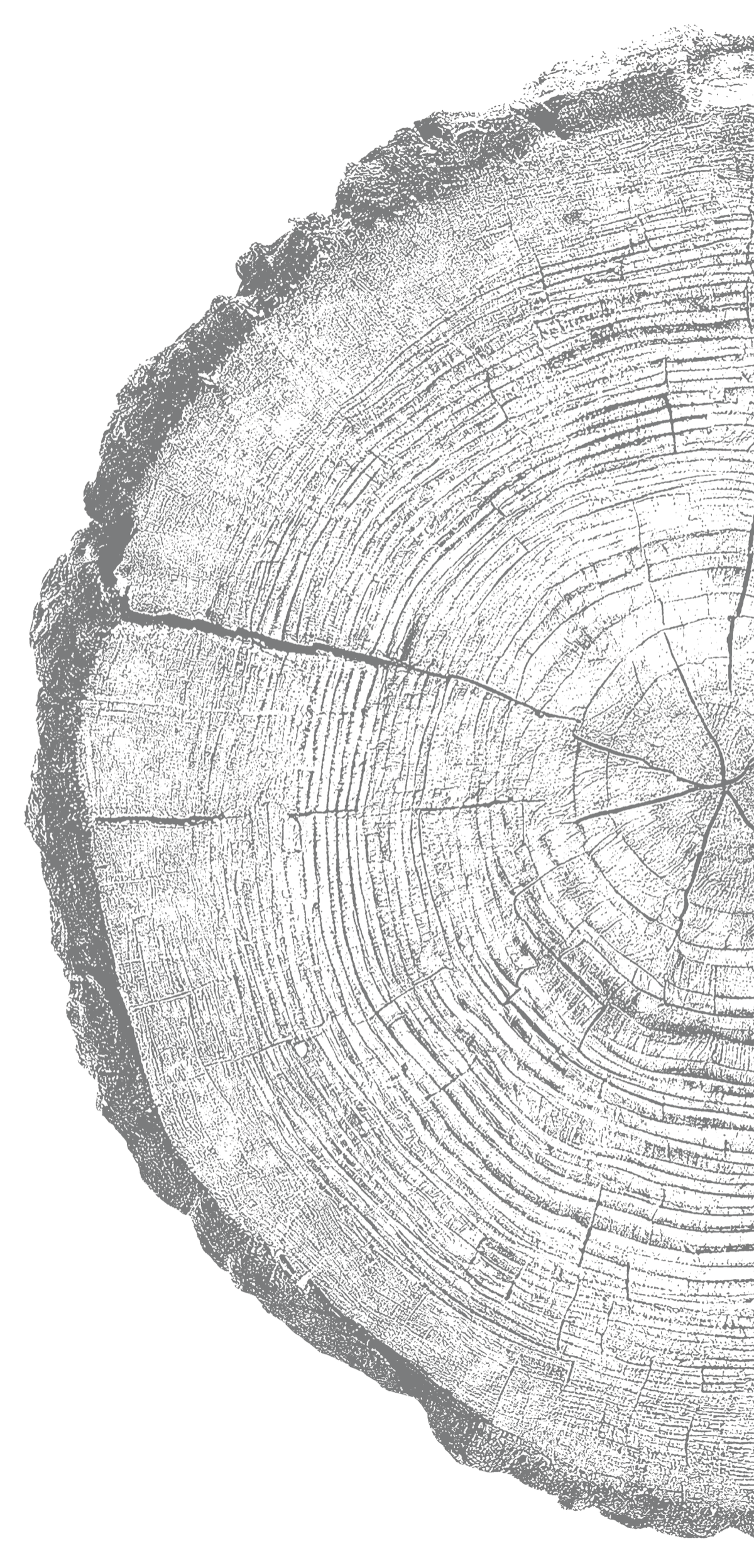 Tree wood grain cross section illustration