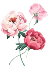 Peonie lule dekorative