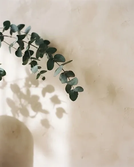 Eucalyptus leaves in natural sunlight casting soft shadows
