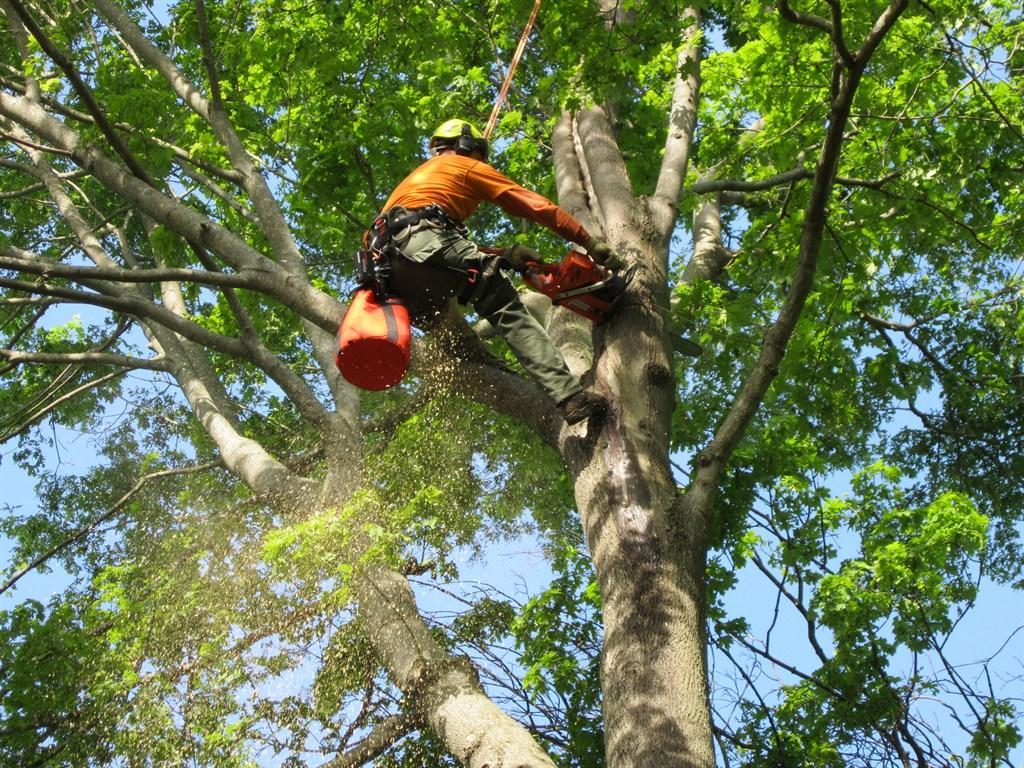 Tree service professional climbing and trimming tree canopy