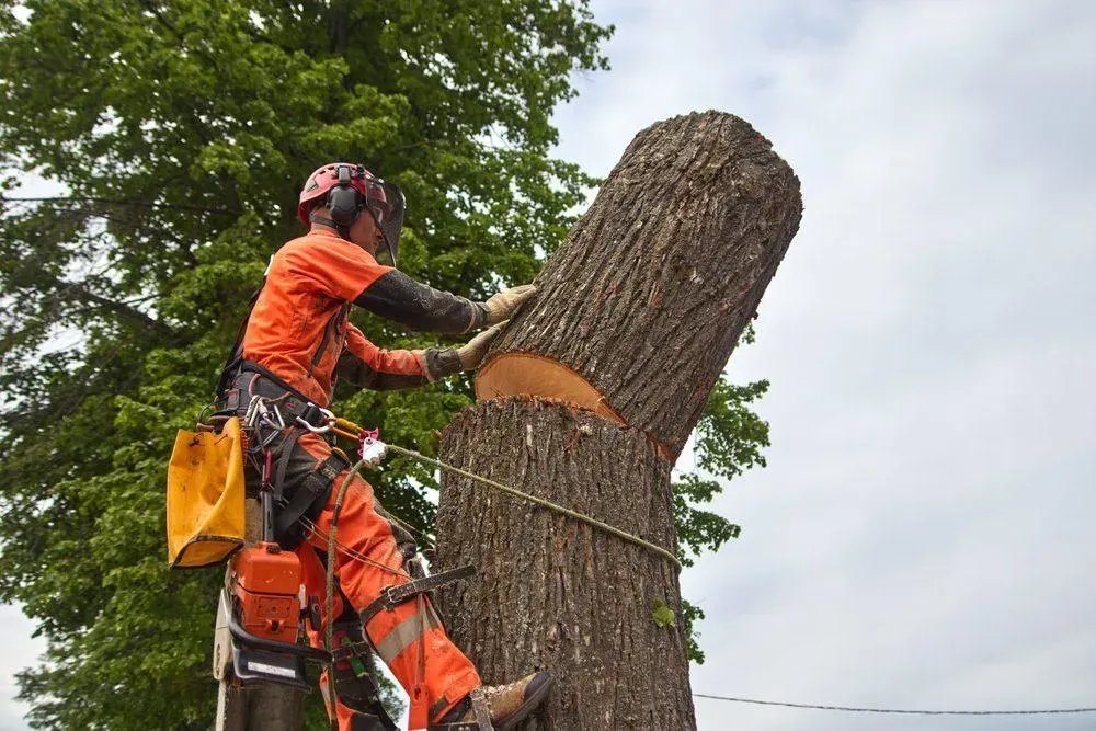 Arborist cutting large tree trunk with chainsaw