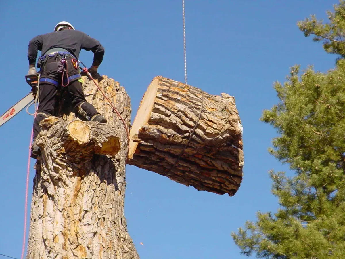 Tree care specialist rigging and dismantling large trunk section