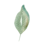 Decorative Element