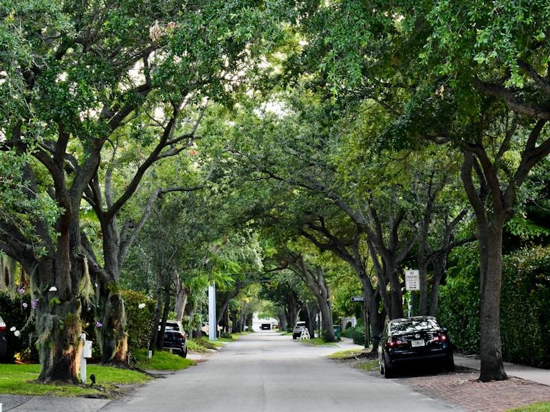 Cars parked on sidewalk near trees in Springfield, Virginia
