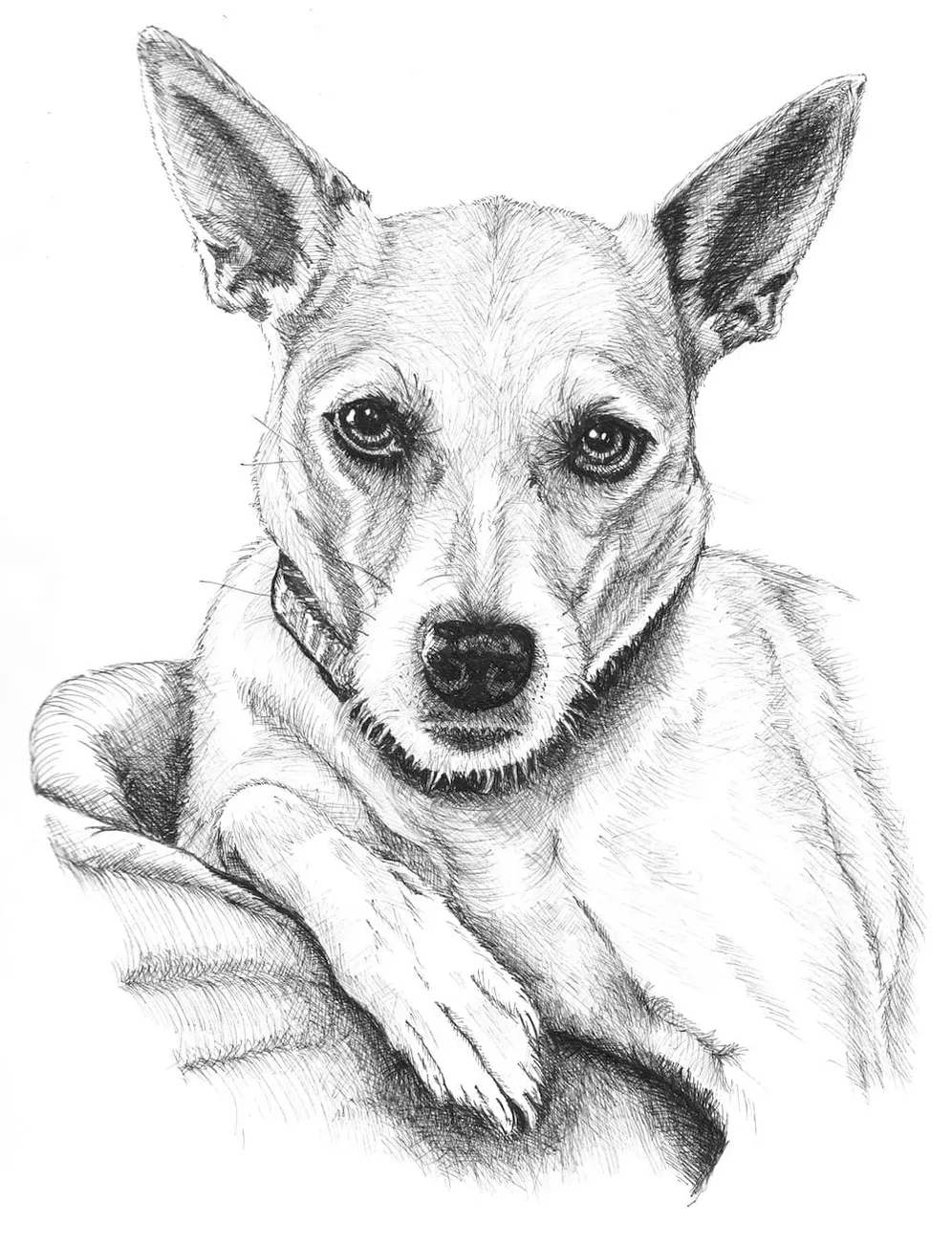 Dog portrait