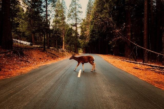 Stay Safe: Deer Collision Safety Tips for Fall