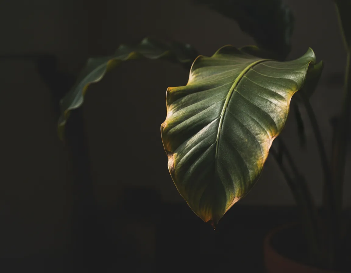 Struggling plant with yellowing leaves