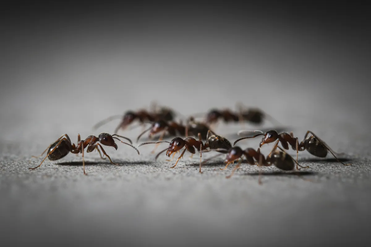 ants - pest detective quarterly maintenance 