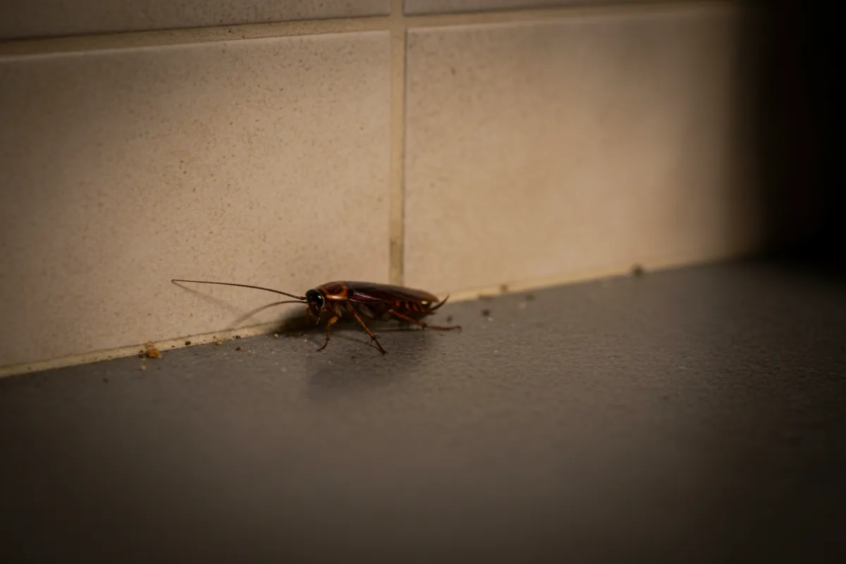 roach - pest detective quarterly maintenance 
