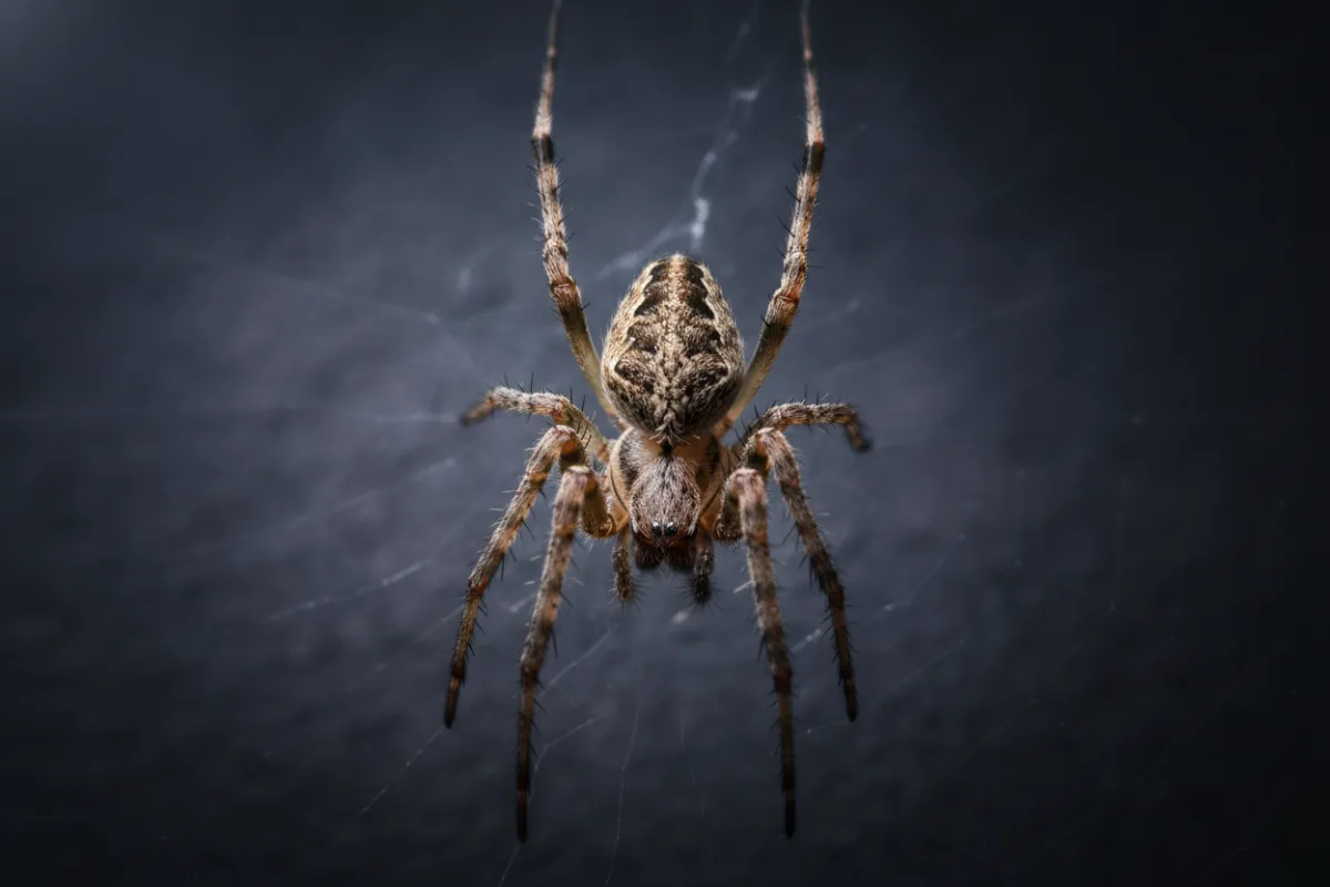 spider - pest detective quarterly maintenance 