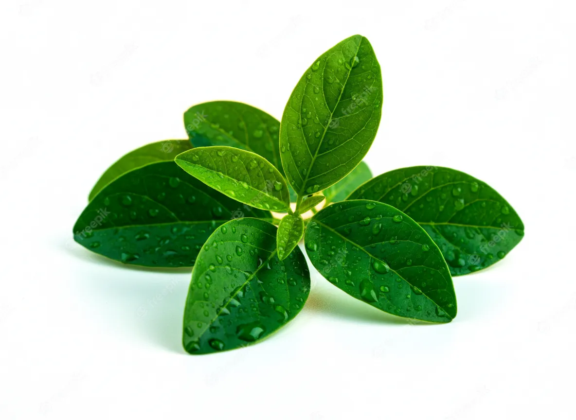 Macro view of Gymnema Sylvestre extract