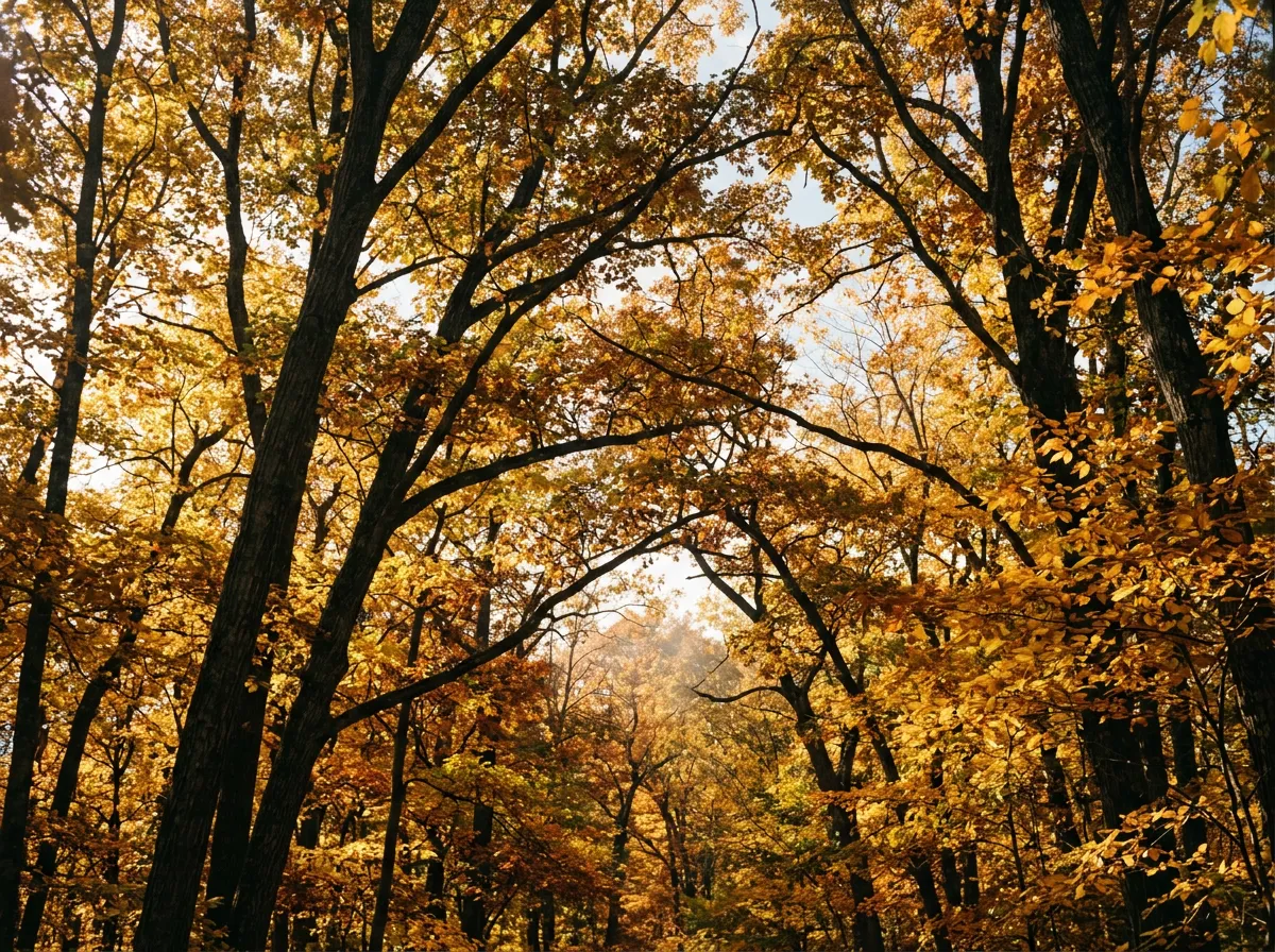 Sunlit Berkshires woodland canopy displaying vibrant autumn foliage