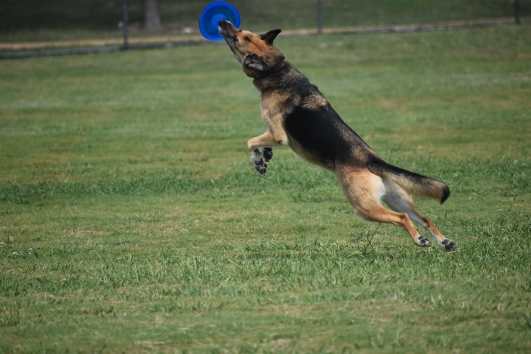 Puppy in training outdoors