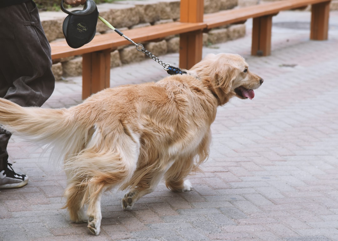 Dog on a leash being trained