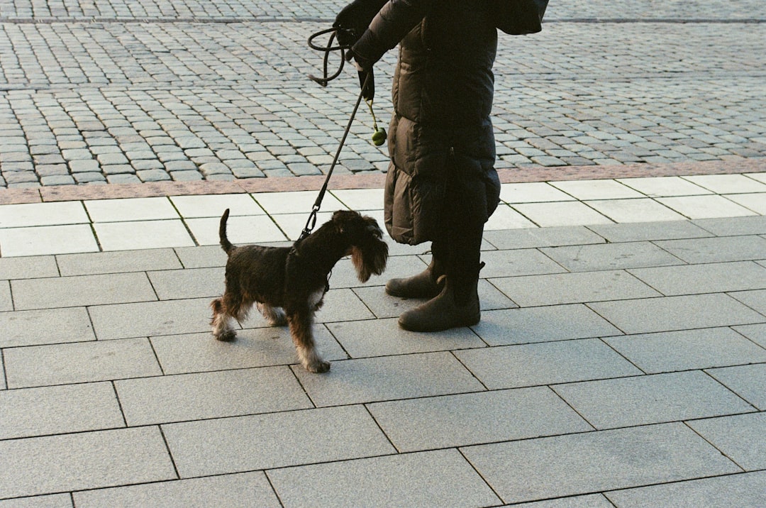 Trainer interacting with a small dog