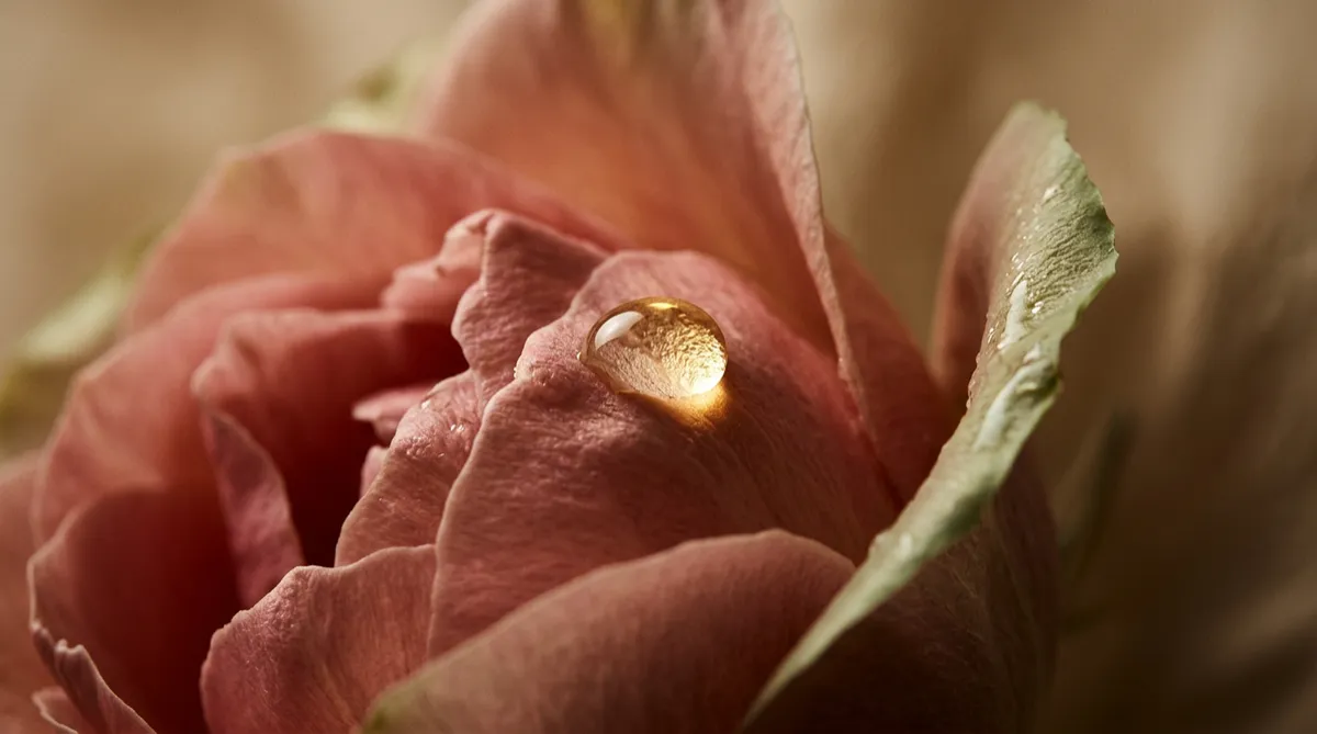 Abstract macro photography of morning dew droplets on botanical petals