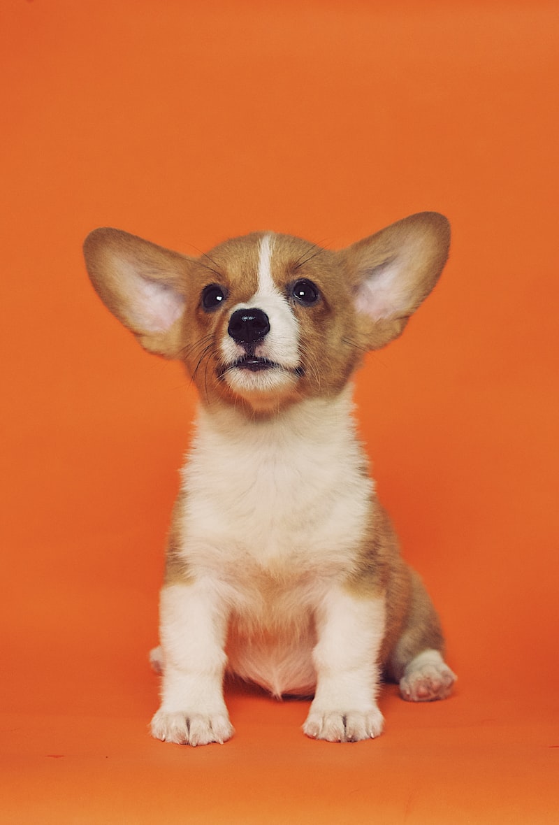 Mascota feliz