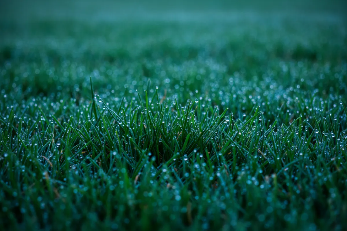 Weed Control Service