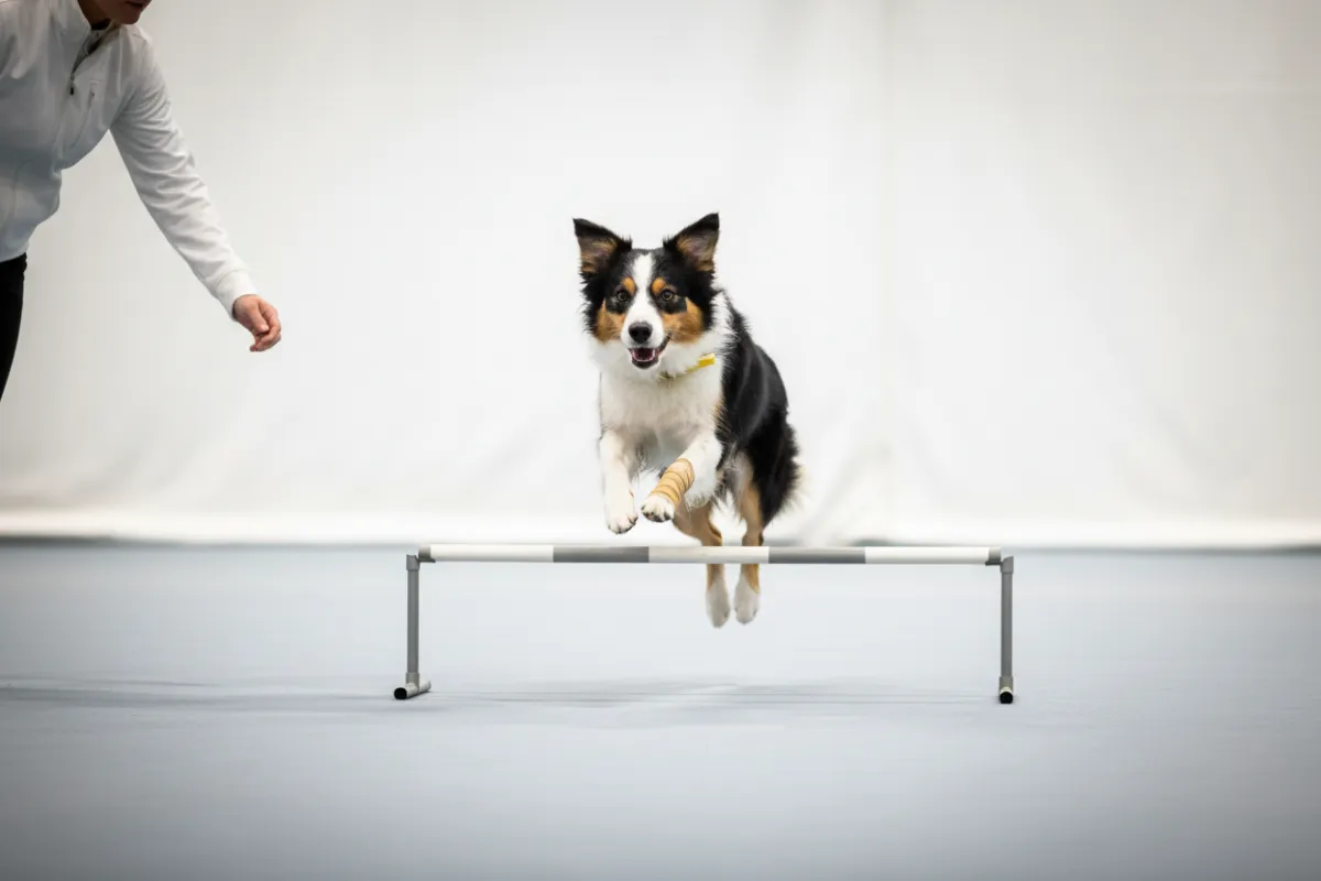 RETURNING TO AGILITY COMPETITION AFTER TPLO SURGERY