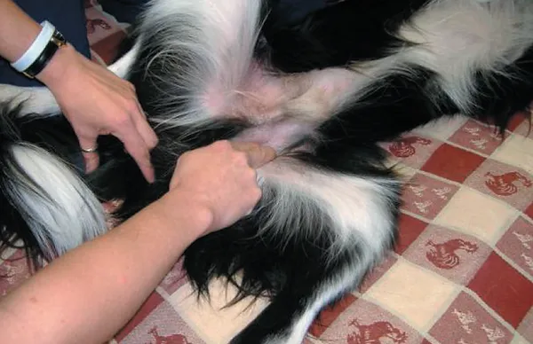 NON-RESPONSIVE HIND-LIMB LAMENESS IN AGILITY DOGS: ILIOPSOAS STRAINS